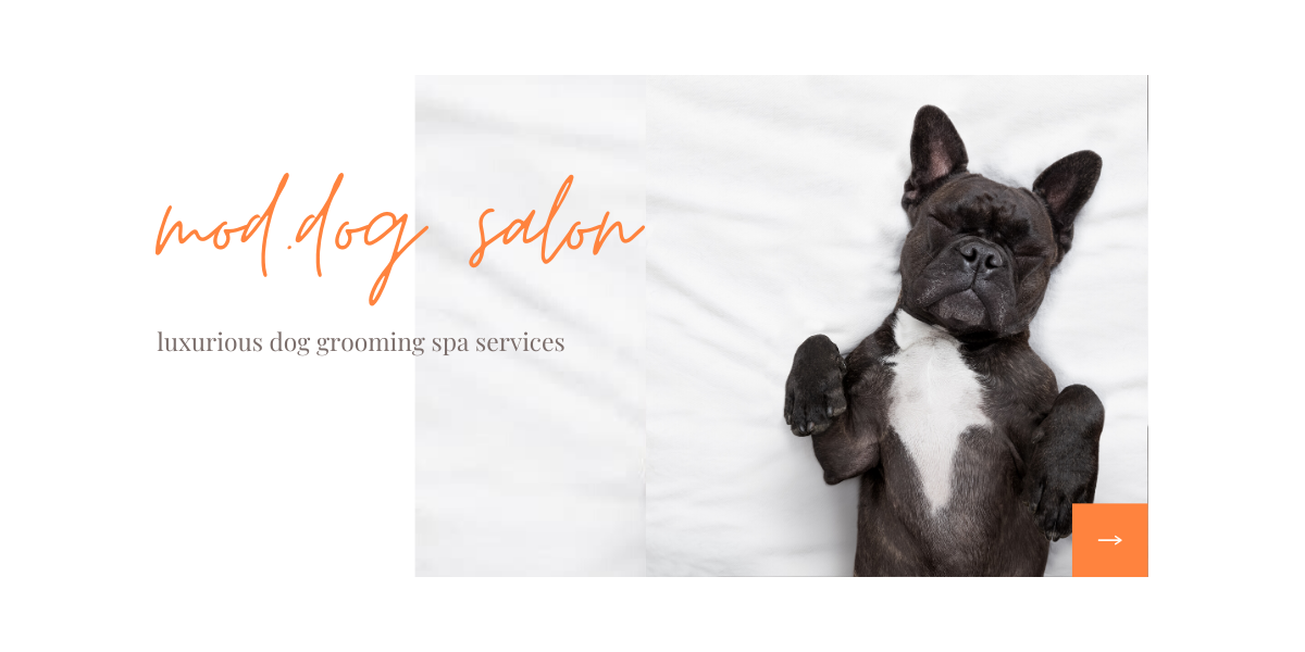 mod dog salon Mod Dog Salon
