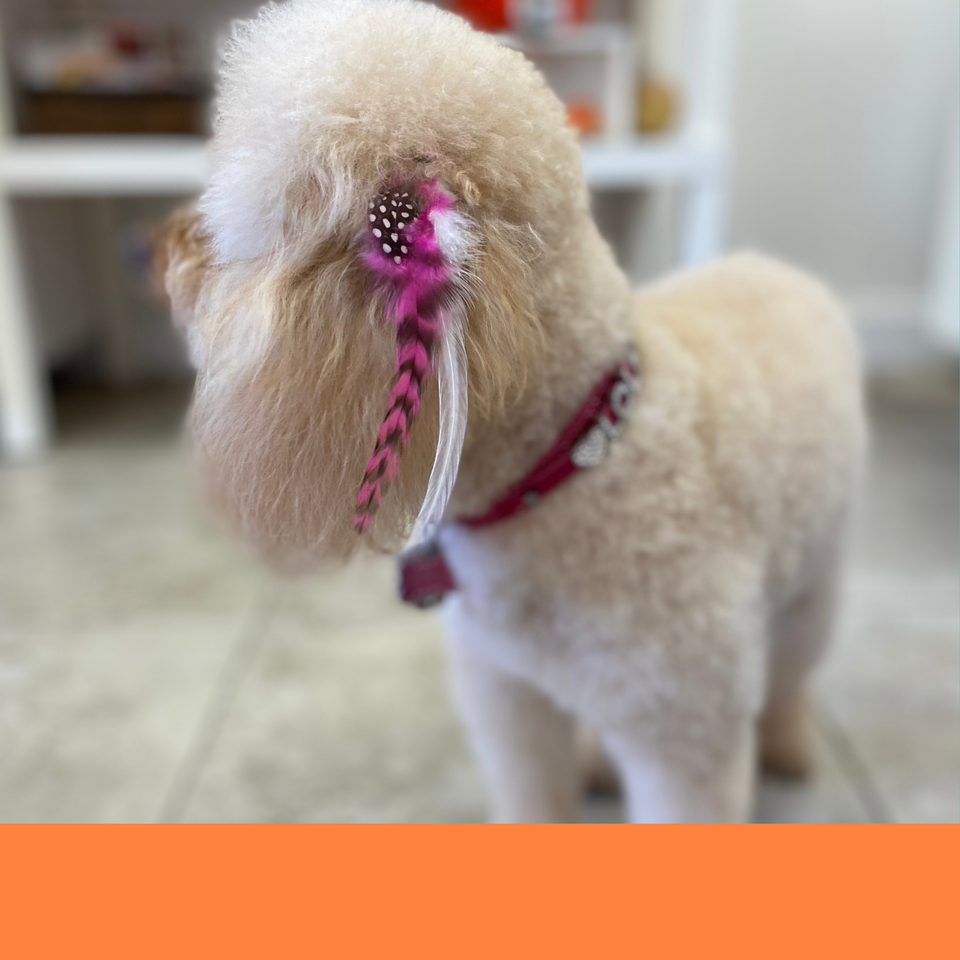 Feather extensions best sale for dogs