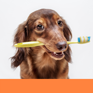 dog groomer dog grooming Boca Raton teeth brushing dog best