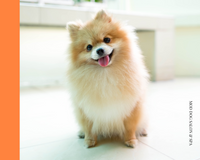 Mod.Dog Salon & Boutique