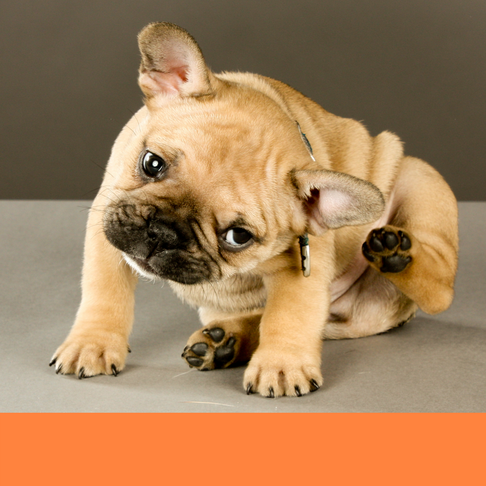 Dog grooming flea shop bath